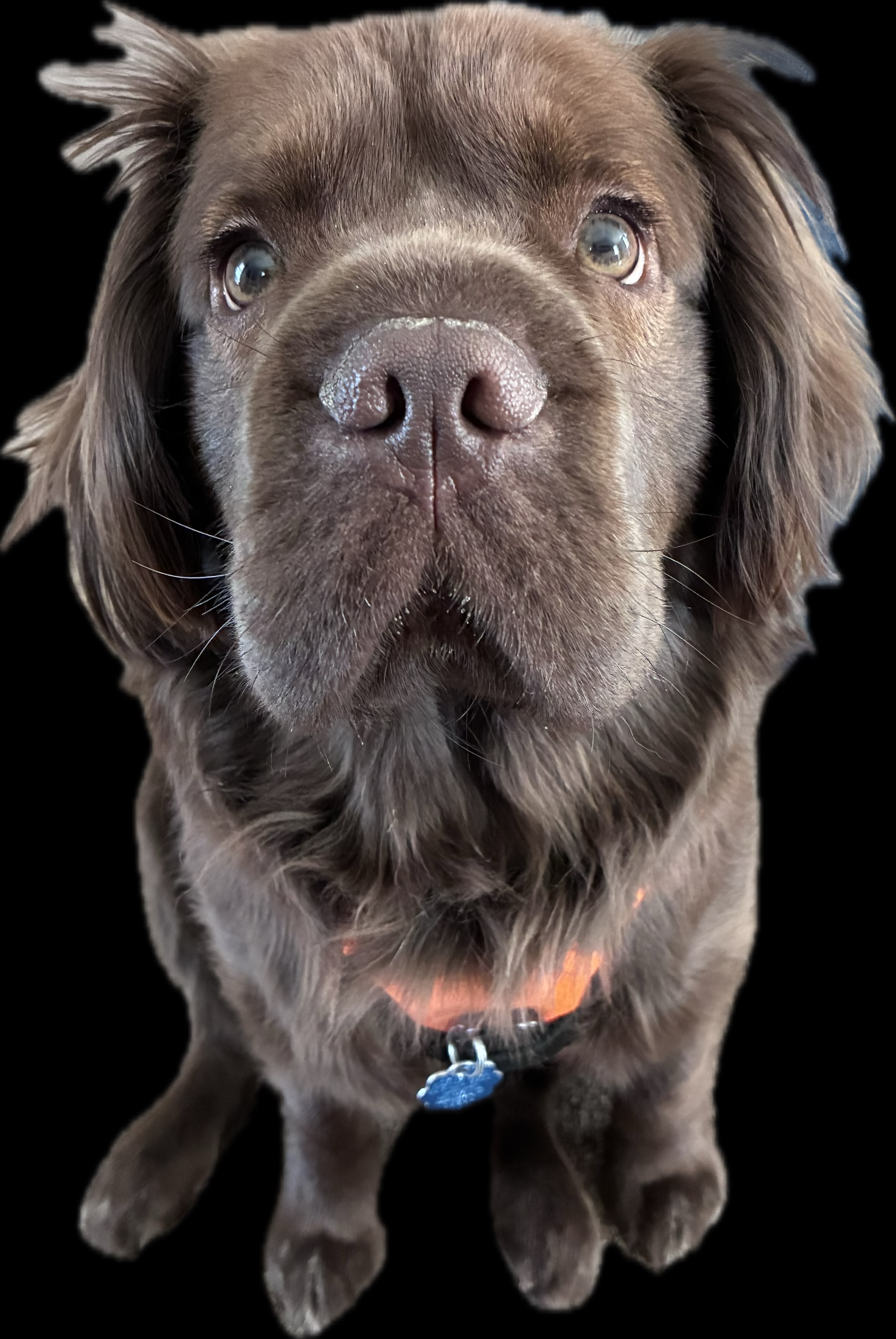 Bohdi Profile
